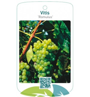 Vitis ‘Romulus’