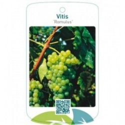 Vitis ‘Romulus’