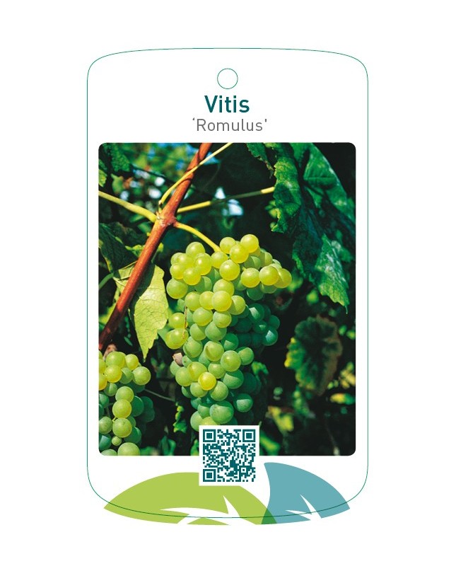 Vitis ‘Romulus’