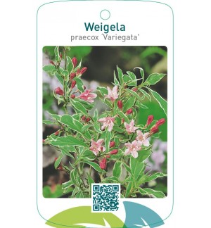 Weigela praecox ‘Variegata’