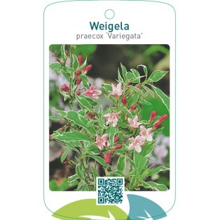 Weigela praecox ‘Variegata’