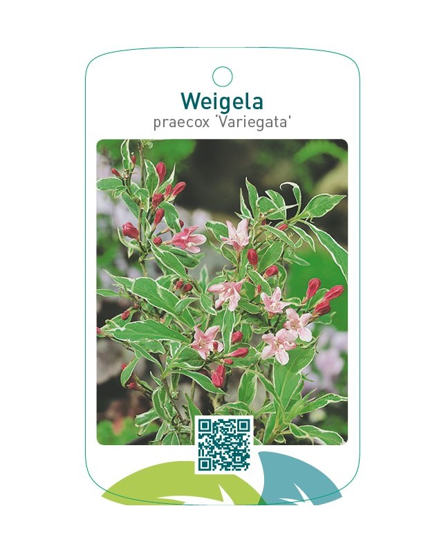 Weigela praecox ‘Variegata’