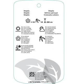 Etichette di Weigela florida ‘Korea’ *