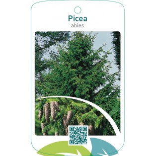 Picea abies