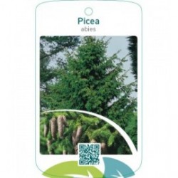 Picea abies