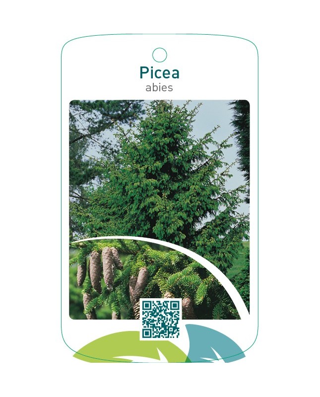 Picea abies