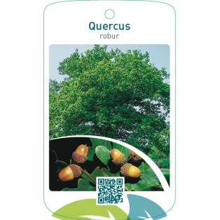 Quercus robur