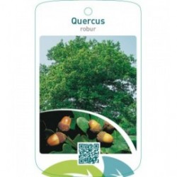 Quercus robur