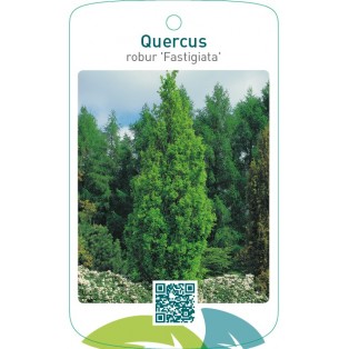 Quercus robur ‘Fastigiata’