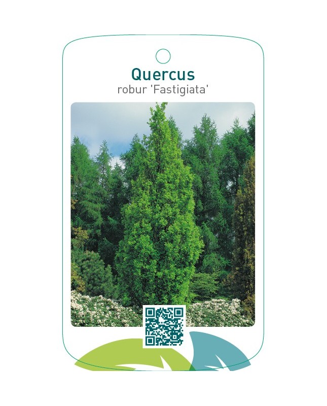 Quercus robur ‘Fastigiata’