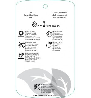 Etichette di Quercus robur ‘Fastigiata’ *