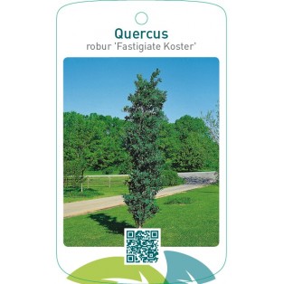 Quercus robur ‘Fastigiate Koster’