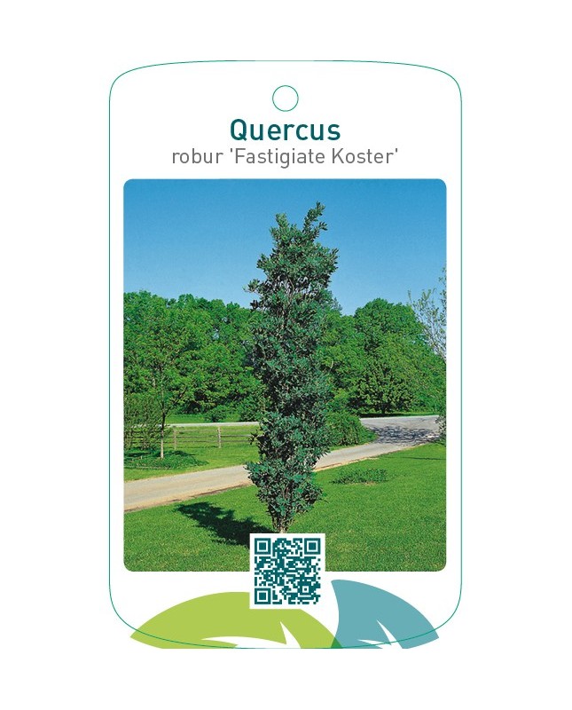 Quercus robur ‘Fastigiate Koster’