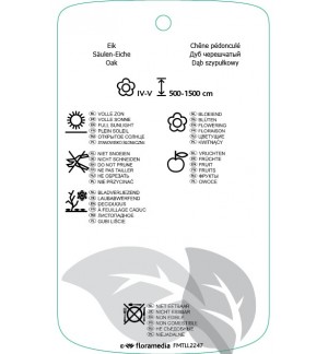 Etichette di Quercus robur ‘Fastigiate Koster’ *