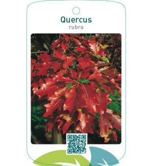 Quercus rubra