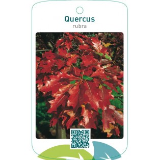 Quercus rubra