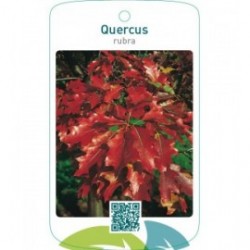 Quercus rubra