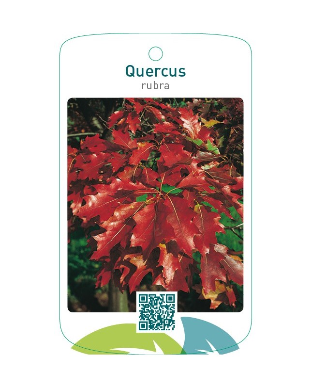 Quercus rubra