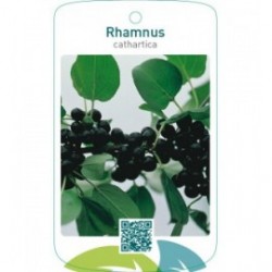 Rhamnus cathartica