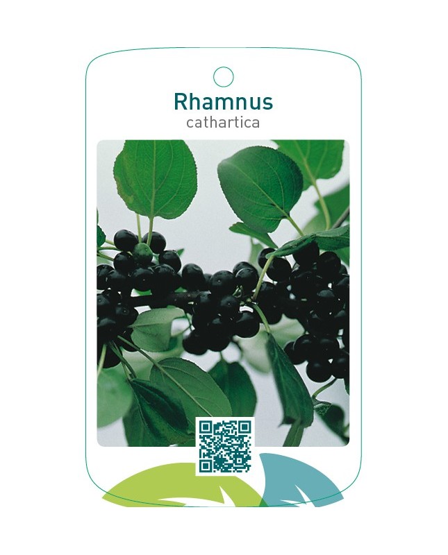 Rhamnus cathartica