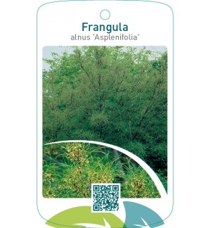 Frangula alnus ‘Asplenifolia’