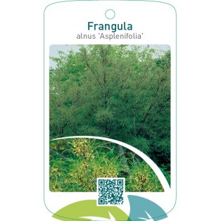 Frangula alnus ‘Asplenifolia’
