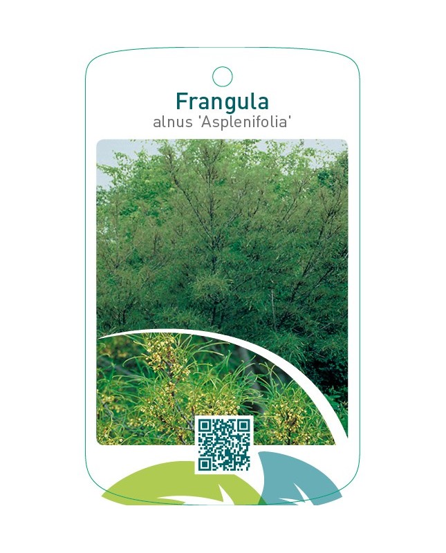Frangula alnus ‘Asplenifolia’