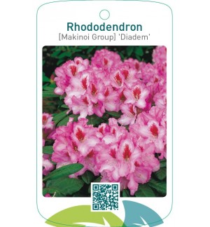 Rhododendron [Makinoi Group] ‘Diadem’