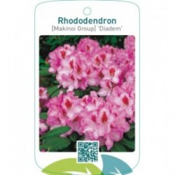 Rhododendron [Makinoi Group] ‘Diadem’