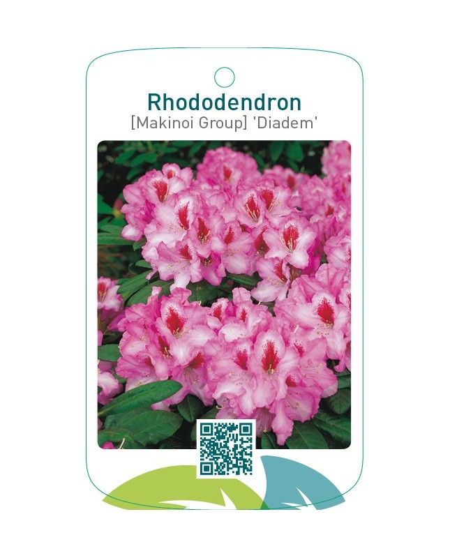 Rhododendron [Makinoi Group] ‘Diadem’