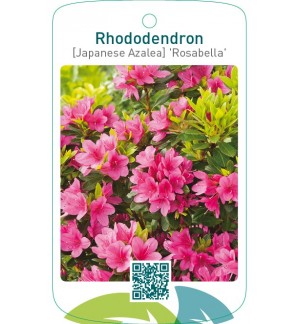 Rhododendron [Japanese Azalea] ‘Rosabella’