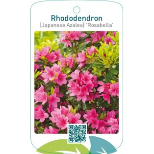Rhododendron [Japanese Azalea] ‘Rosabella’