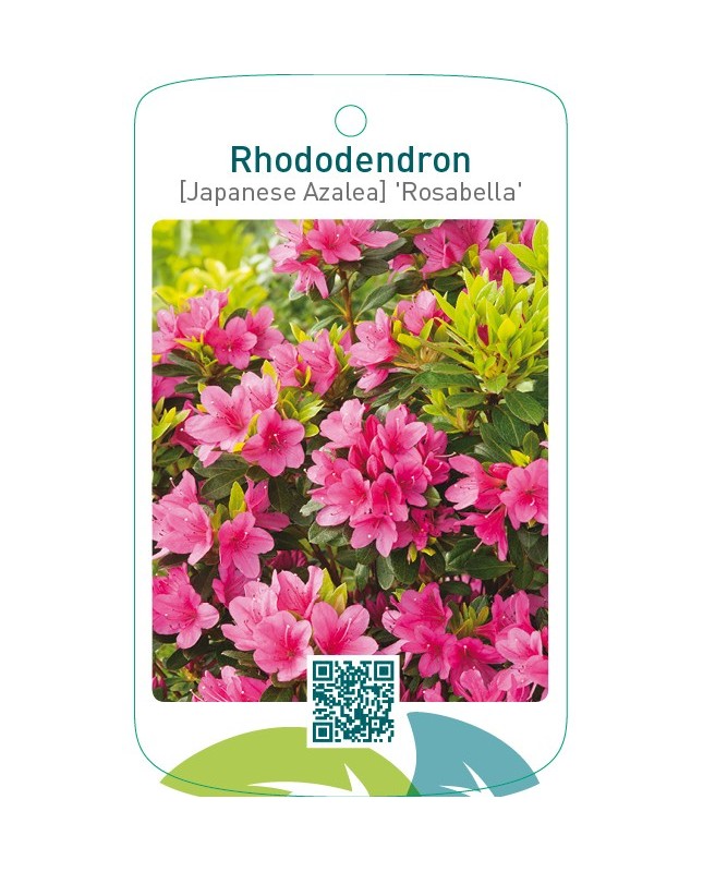 Rhododendron [Japanese Azalea] ‘Rosabella’