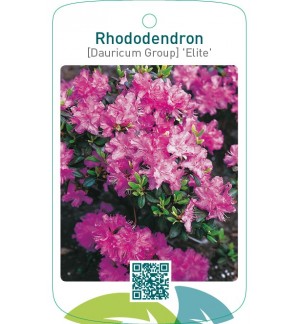 Rhododendron [Dauricum Group] ‘Elite’