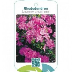 Rhododendron [Dauricum Group] ‘Elite’