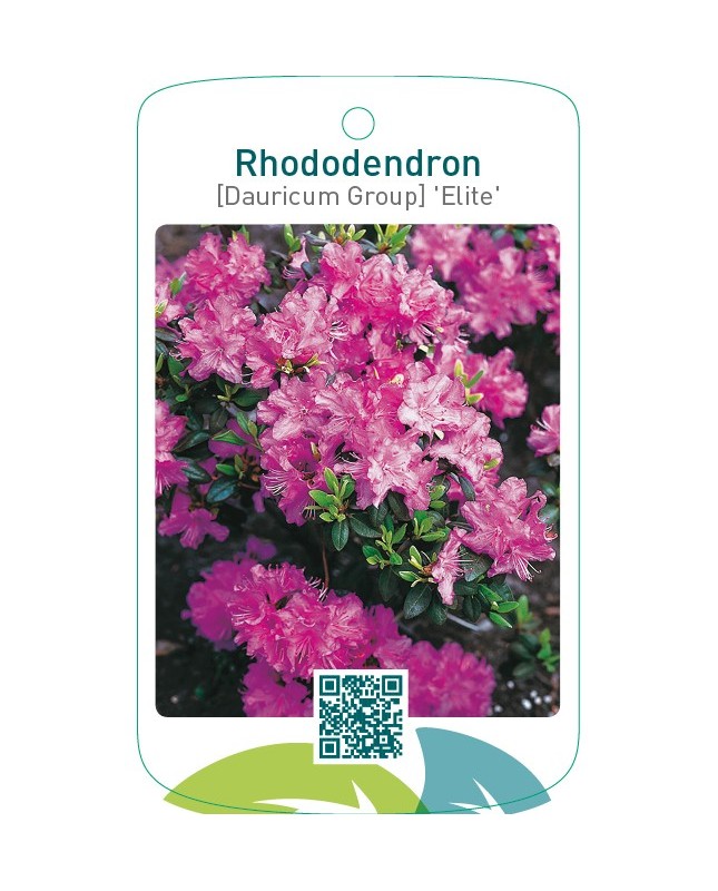 Rhododendron [Dauricum Group] ‘Elite’