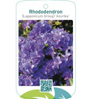 Rhododendron [Lapponicum Group] ‘Azurika’