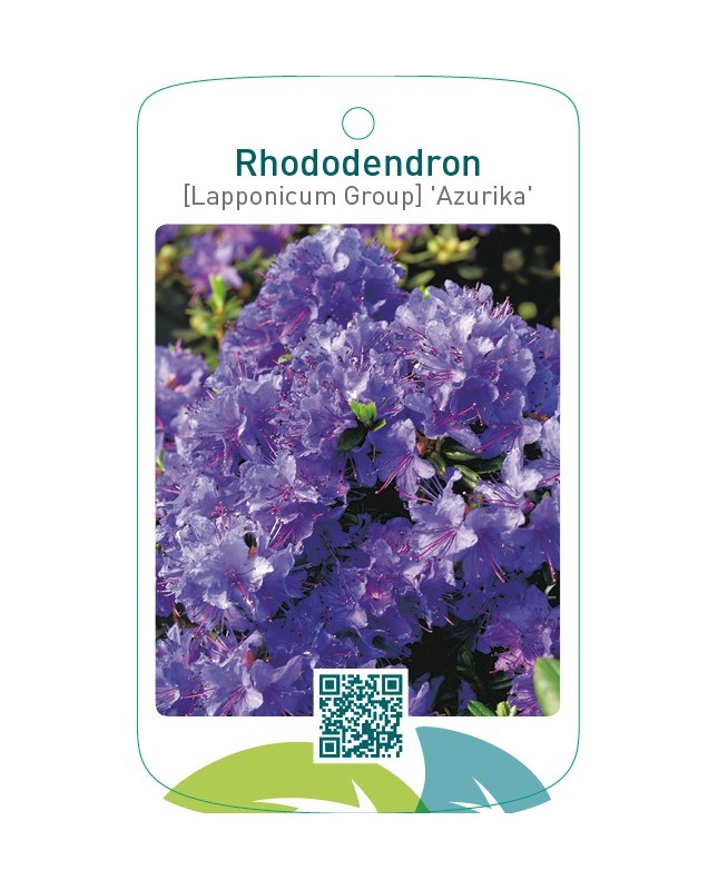 Rhododendron [Lapponicum Group] ‘Azurika’