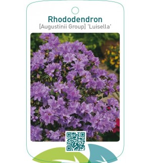 Rhododendron [Augustinii Group] ‘Luisella’