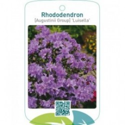 Rhododendron [Augustinii Group] ‘Luisella’