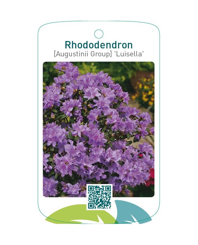 Rhododendron [Augustinii Group] ‘Luisella’