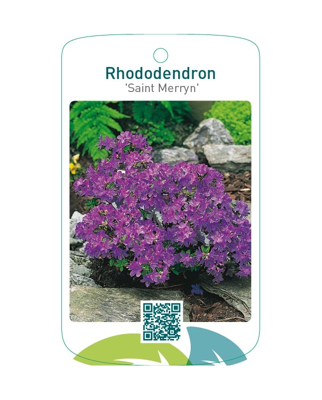 Rhododendron ‘Saint Merryn’