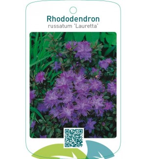 Rhododendron russatum ‘Lauretta’