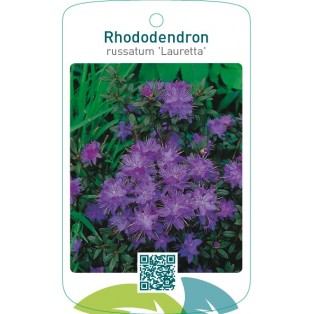 Rhododendron russatum ‘Lauretta’