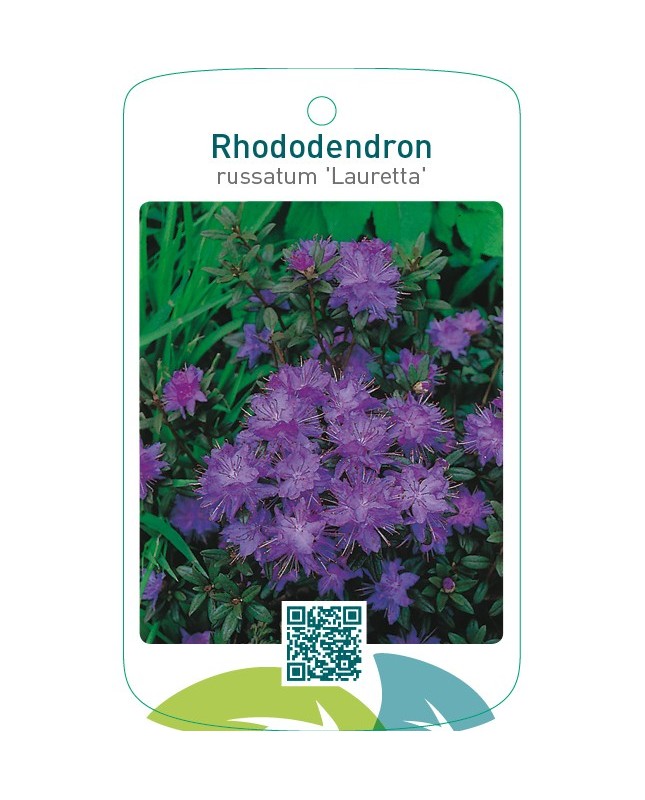 Rhododendron russatum ‘Lauretta’