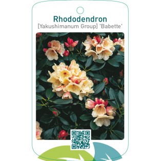 Rhododendron [Yakushimanum Group] ‘Babette’