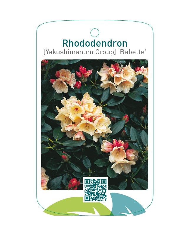 Rhododendron [Yakushimanum Group] ‘Babette’