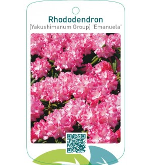 Rhododendron [Yakushimanum Group] ‘Emanuela’