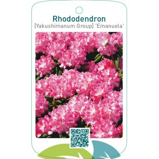 Rhododendron [Yakushimanum Group] ‘Emanuela’