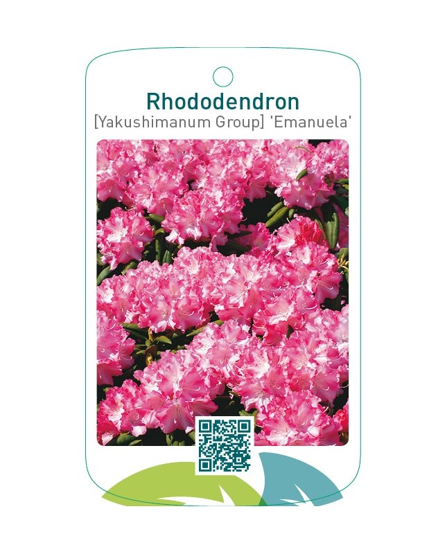 Rhododendron [Yakushimanum Group] ‘Emanuela’